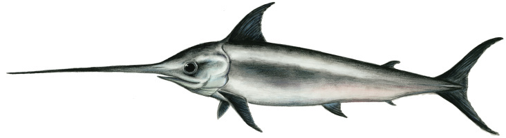 Schwertfisch