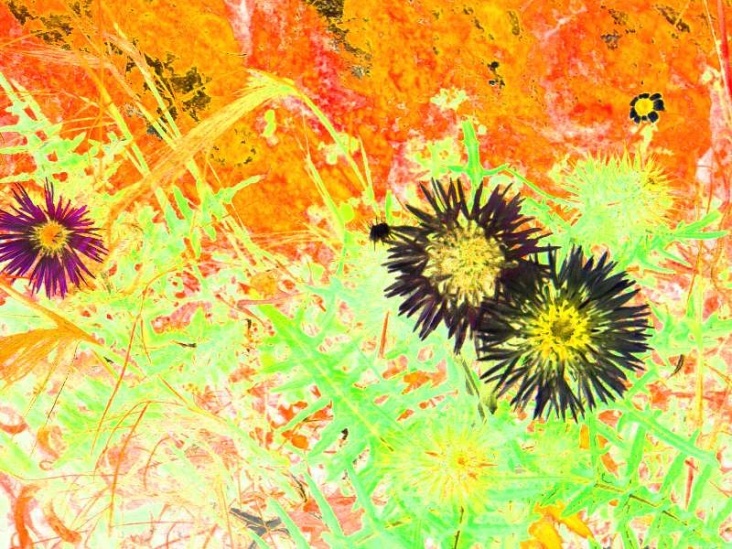 Farbdistel – ein buntes Stück Natur … Entstehungsjahr 2010, Technik Acryl, Originalgrösse 100 × 100