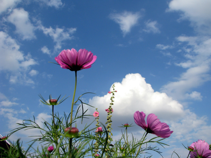 Blumen-im-Himmel