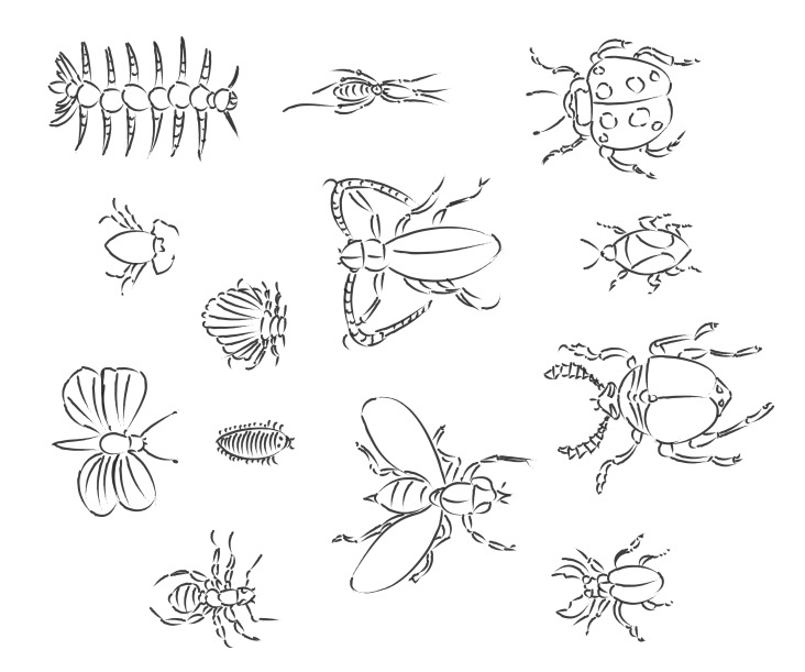 Insekten, Entwürfe