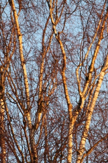 Baum liebt Sonne