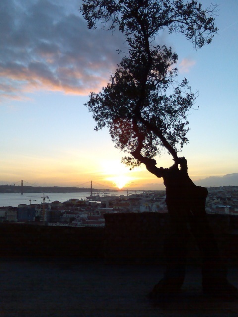 Olivenbaum in Lissabon