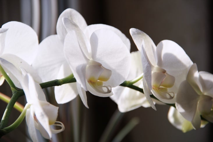 orchidee phalaenopsis Blütenzauber