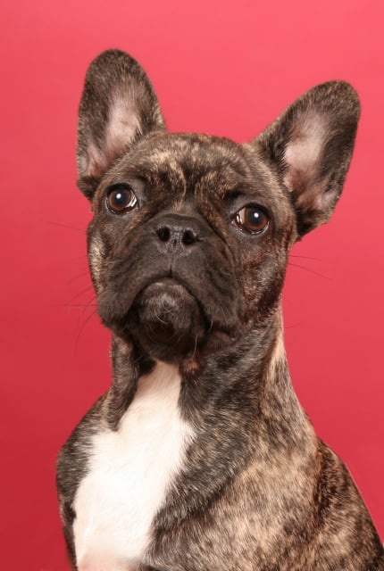 Französische bulldogge