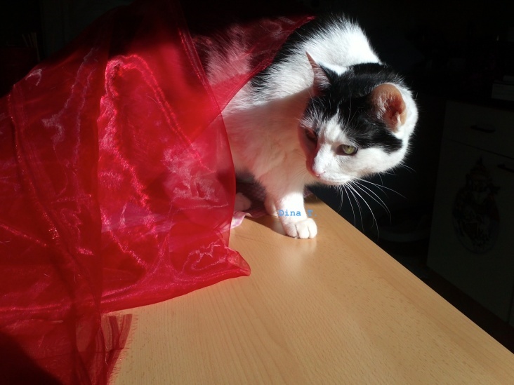 Bastet in Red No 05