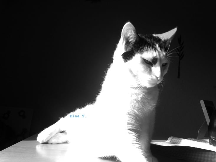 Bastet in Black and White No. 03