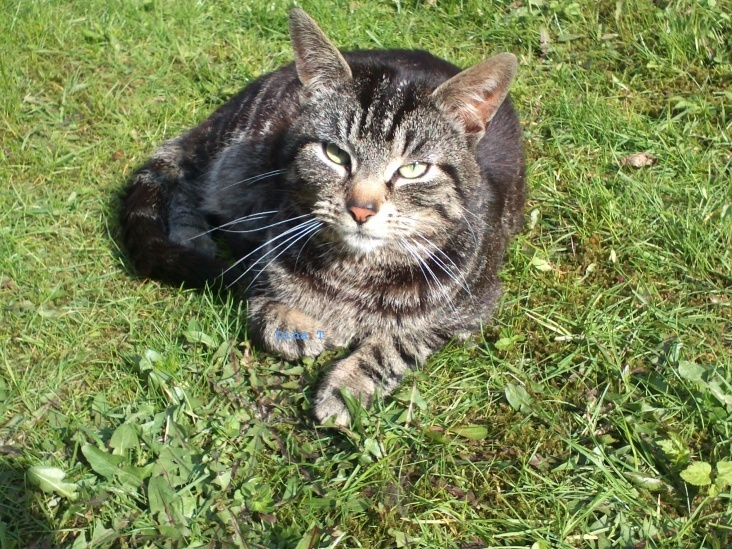 Cat and Nature..