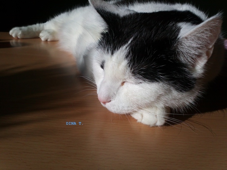 Sleeping Cat.. No. 02