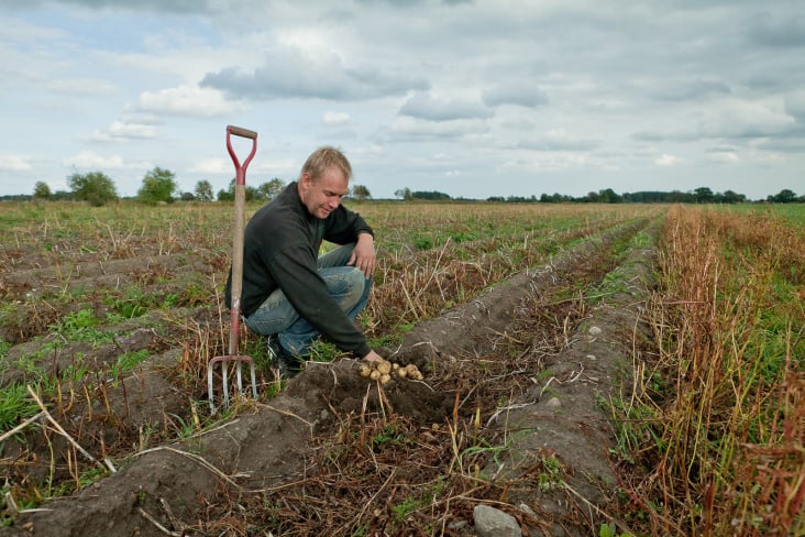 Organic potatoes grown in Kristianstad, Sweden