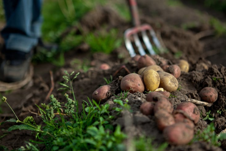 Organic farmer – Organic potatoes – Sweden