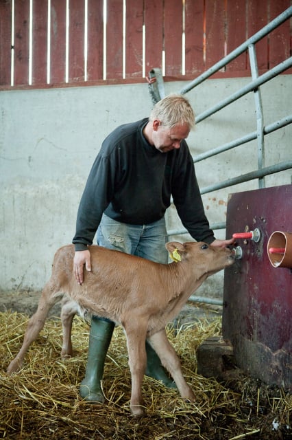 Organic farmer – Hand feeding young calf – Sweden