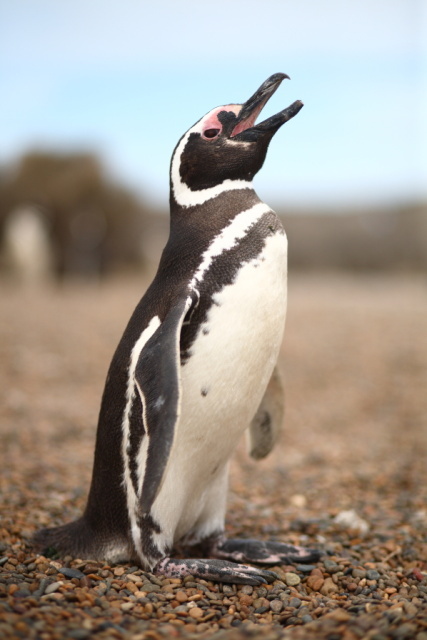 Magellan-Pinguin in der Otway Bay