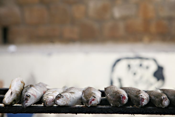 Fisch auf Grill