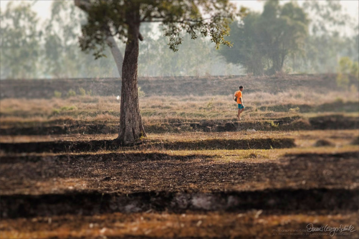 Dry rice fields of Isaan