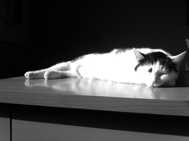 Bastet in Black and White No. 003