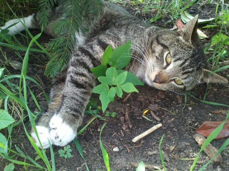 Cat and Nature 5