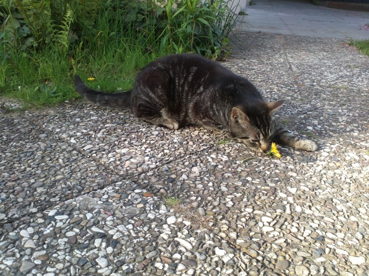 Cat and Flowers