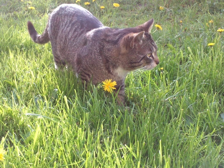 Cat and Flowers 2