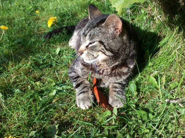 Cat and Flowers 3