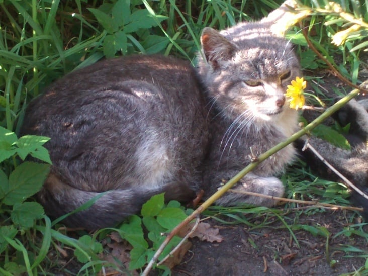 Cat and Flowers 4