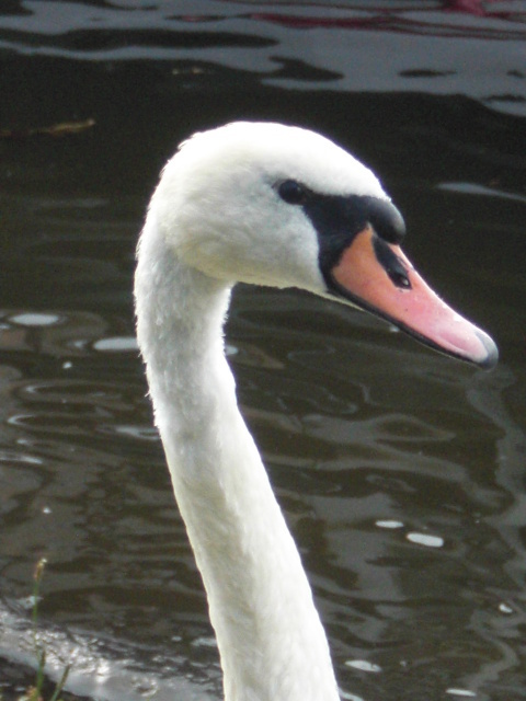 Swan 1