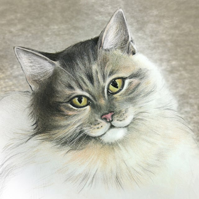 “MERLIN” Katzen-Portrait – Buntstift/Aquarell