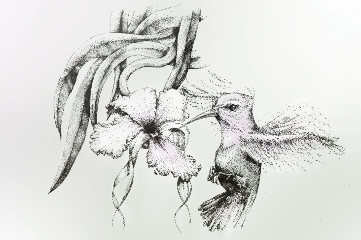 “KOLIBRI” pointillistische Vogelzeichnung – Ink