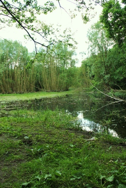 Waldsee