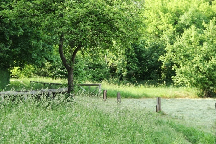 Lichtung in Blankenfelde