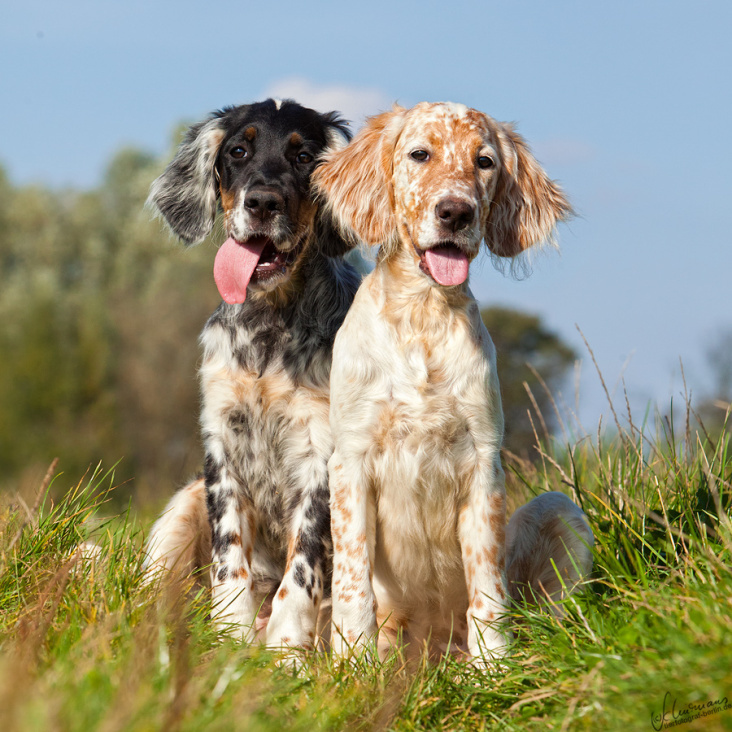 Tierfotografie – Hundefotografie