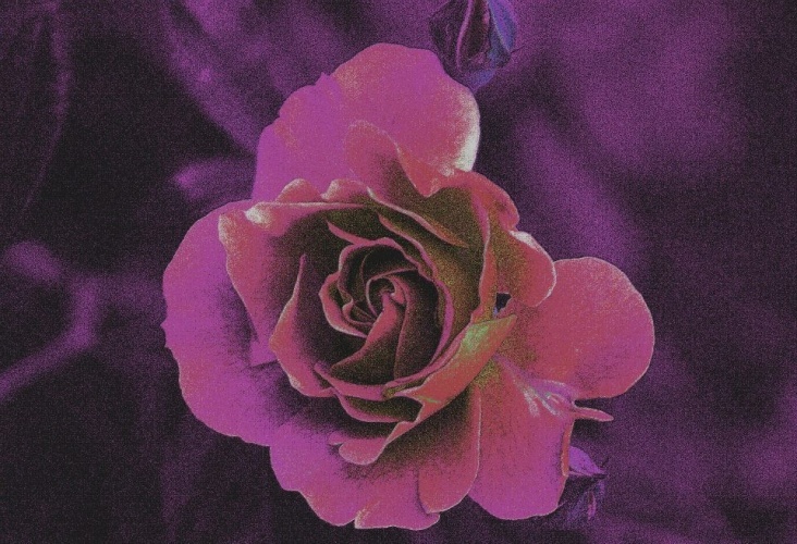 Rose13