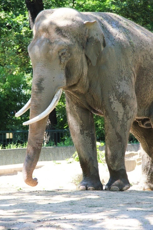 Asiatischer Elefant