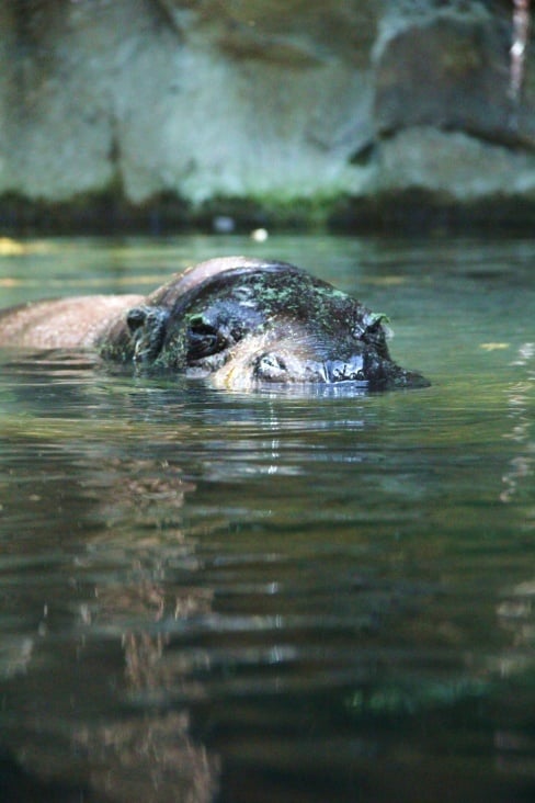 Flusspferd im Wasser