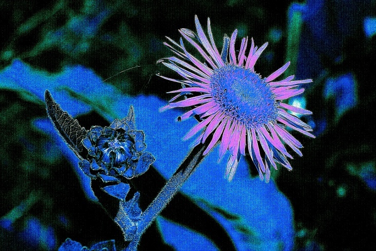 Rosa Blüte vor Blau