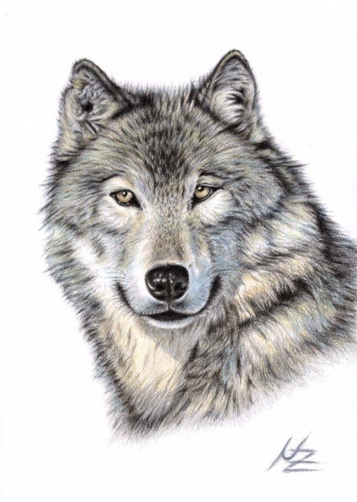 Der Wolf, Buntstiftzeichnung
