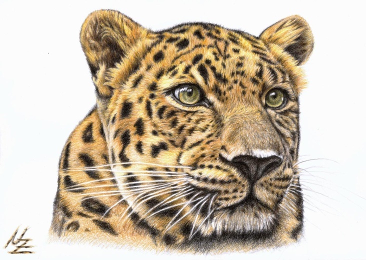 Leopard, Buntstift