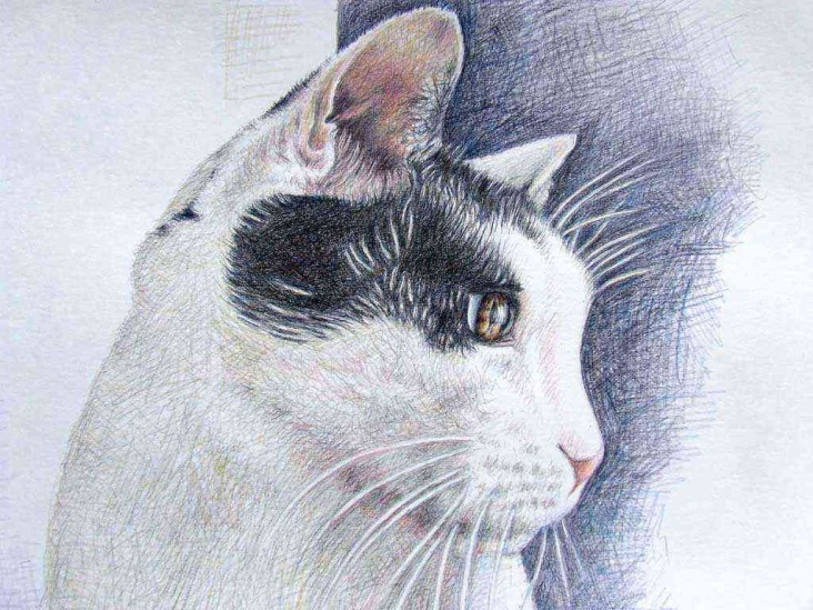 Cat Eyes, Zeichnung