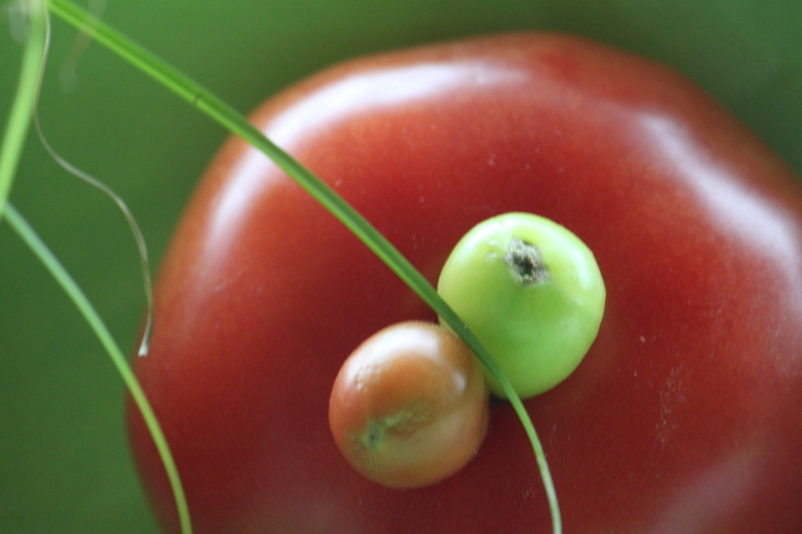 Food Fotografie 2012