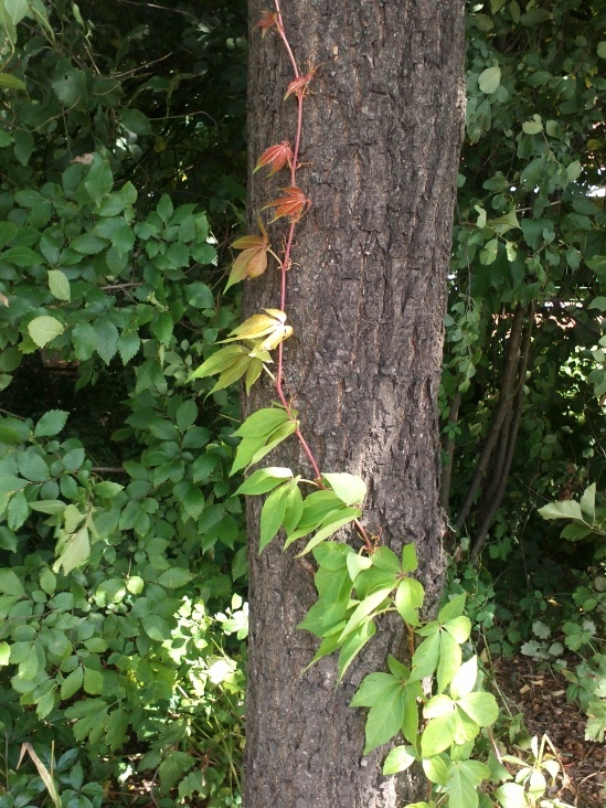 Natur 2012 Bäume