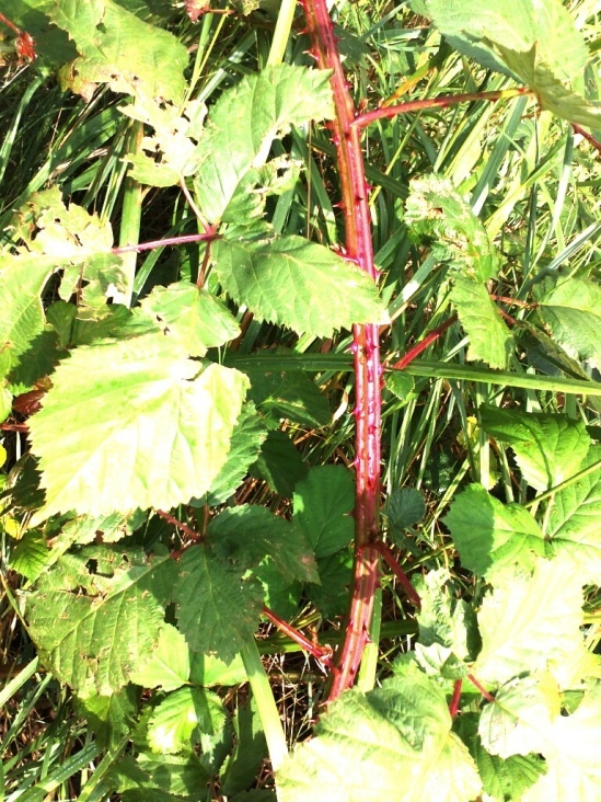 Natur 2012 Bäume Pflanzen