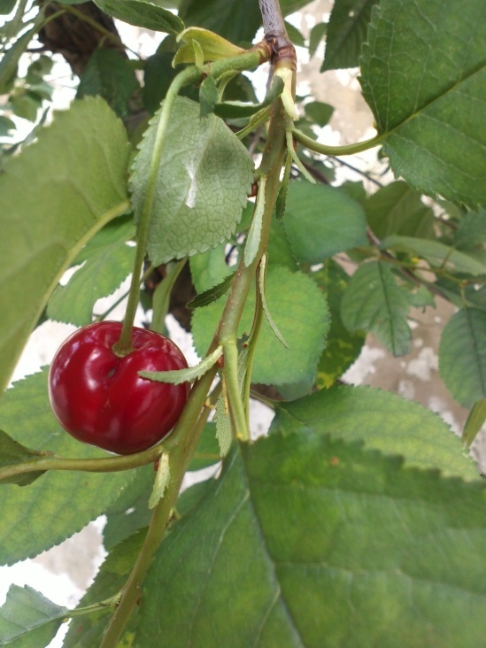 Natur 2012 Baum