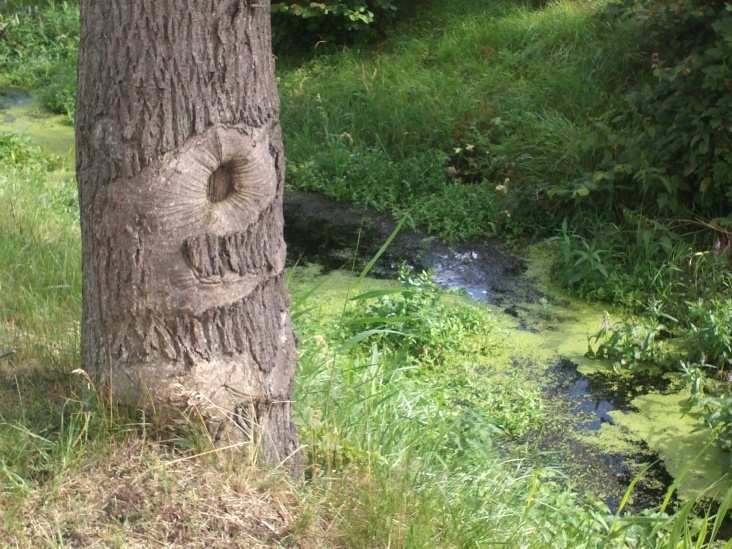 Natur 2012 Bäume