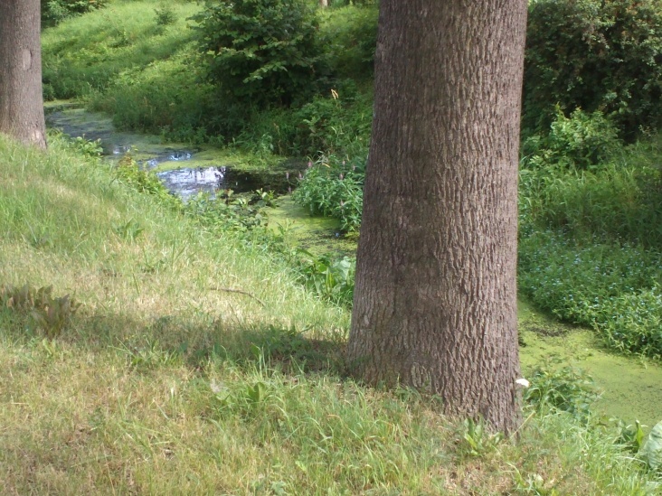 Natur 2012 Bäume Pflanzen