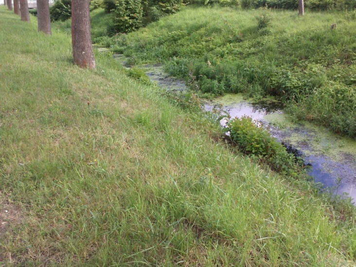 Natur 2012 Bäume