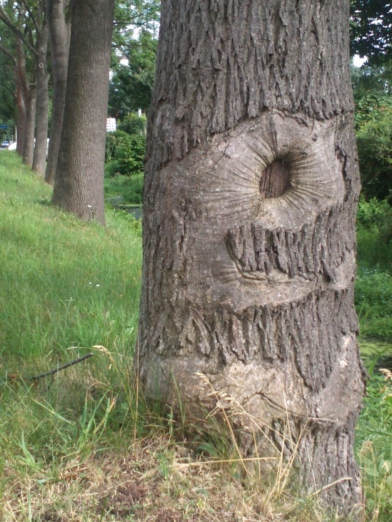 Natur 2012 Bäume