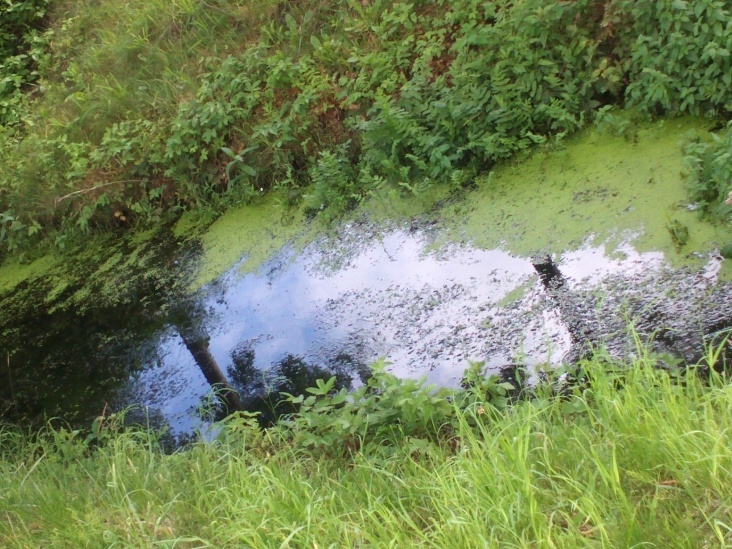 Natur 2012 Bäume Pflanzen Wasser