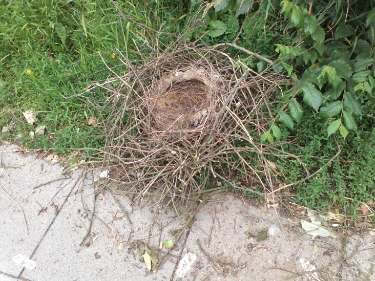 Natur 2012 Nest 01