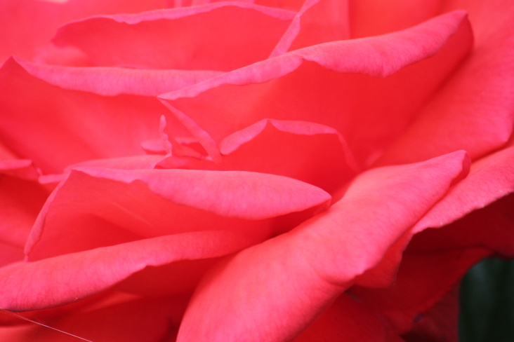 Natur 2012 Blumen Rosen