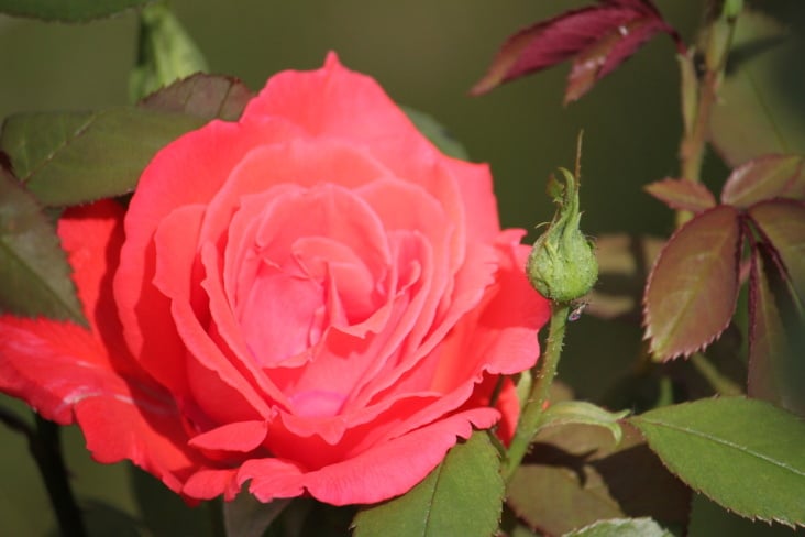 Natur 2012 Blumen Rosen