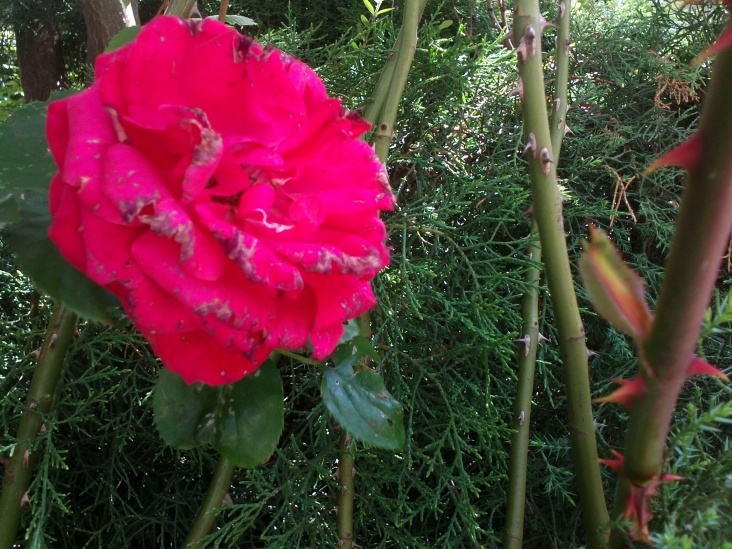 Natur 2012 Blumen Rosen